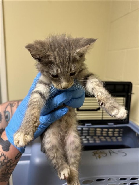 Shelter Stray Male Cat last seen ASTORIA ST & ROANOKE AVE, 2127 Front St, Sacramento, CA 95818, USA