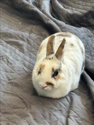 Shelter Stray Male Other last seen , 14409 Vanowen St, Van Nuys, CA 91405, USA