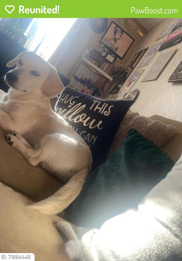 Reunited Male Dog last seen Algon Ave & Levick St, Philadelphia, PA 19111, USA, Philadelphia, PA 19111