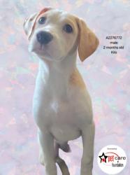 Shelter Stray Male Dog last seen , 14409 Vanowen St, Van Nuys, CA 91405, USA