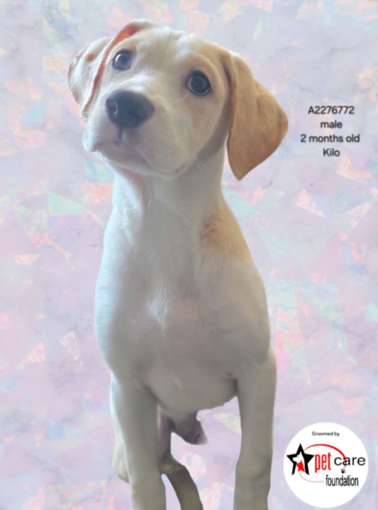 Shelter Stray Male Dog last seen , 14409 Vanowen St, Van Nuys, CA 91405, USA