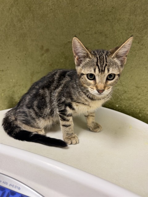 Shelter Stray Female Cat last seen Near BLOCK RUTLAND AVE, RIVERSIDE, CA 92503, 6851 Van Buren Boulevard, Jurupa Valley, CA 92509, USA