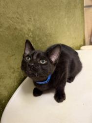 Shelter Stray Male Cat last seen Near BLOCK RUTLAND AVE, RIVERSIDE, CA 92503, 6851 Van Buren Boulevard, Jurupa Valley, CA 92509, USA