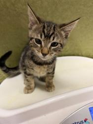 Shelter Stray Male Cat last seen Near BLOCK RUTLAND AVE, RIVERSIDE, CA 92503, 6851 Van Buren Boulevard, Jurupa Valley, CA 92509, USA