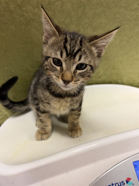 Shelter Stray Male Cat last seen Near BLOCK RUTLAND AVE, RIVERSIDE, CA 92503, 6851 Van Buren Boulevard, Jurupa Valley, CA 92509, USA
