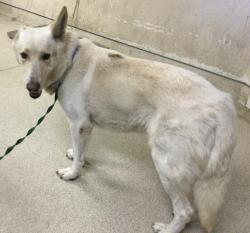 Shelter Stray Male Dog last seen Near BLOCK PHILBIN AVE, RIVERSIDE CA 92503, 6851 Van Buren Boulevard, Jurupa Valley, CA 92509, USA