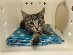 Shelter Stray Male Cat last seen Near BLOCK  OAK ST, 3839 W Burnham St, West Milwaukee, WI 53215, USA