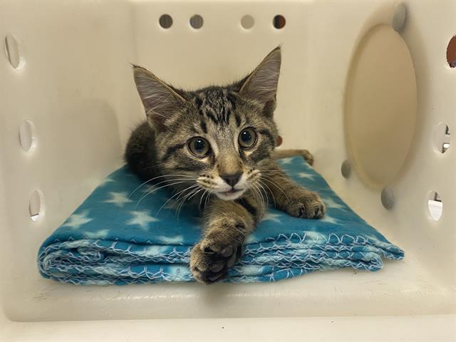 Shelter Stray Male Cat last seen Near BLOCK  OAK ST, 3839 W Burnham St, West Milwaukee, WI 53215, USA