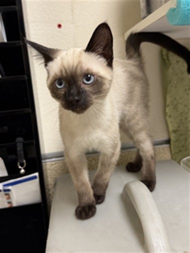 Shelter Stray Male Cat last seen Near BLOCK GREEN VISTA DR FONTANA CA 92337, 6851 Van Buren Boulevard, Jurupa Valley, CA 92509, USA