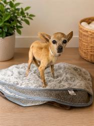 Shelter Stray Female Dog last seen , 38550 Sierra Hwy, Palmdale, CA 93550, USA