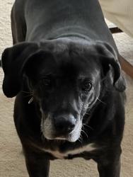 Lost Female Dog last seen Jones Road/Springfield Road, Glen Allen, VA 23060
