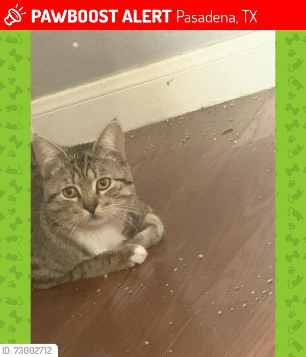 Lost Male Cat last seen Silver Oak, Pasadena, TX 77505