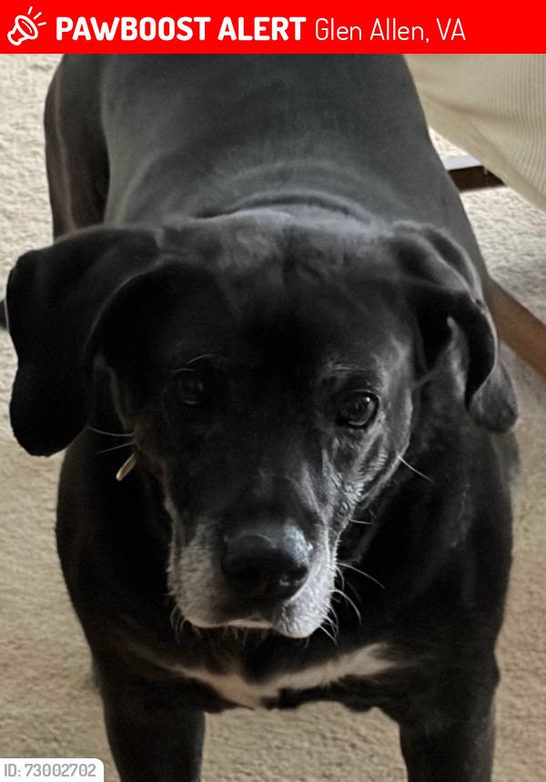 Lost Female Dog last seen Jones Road/Springfield Road, Glen Allen, VA 23060