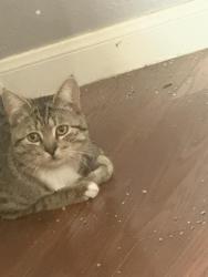 Lost Male Cat last seen Silver Oak, Pasadena, TX 77505