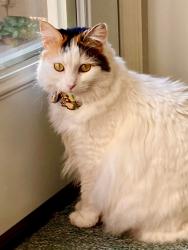 Reunited Female Cat last seen Berwick Ct. Miamisburg , Miamisburg, OH 45342
