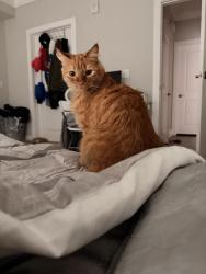 Lost Male Cat last seen Near Veterans Parkway, Columbus, GA 31909