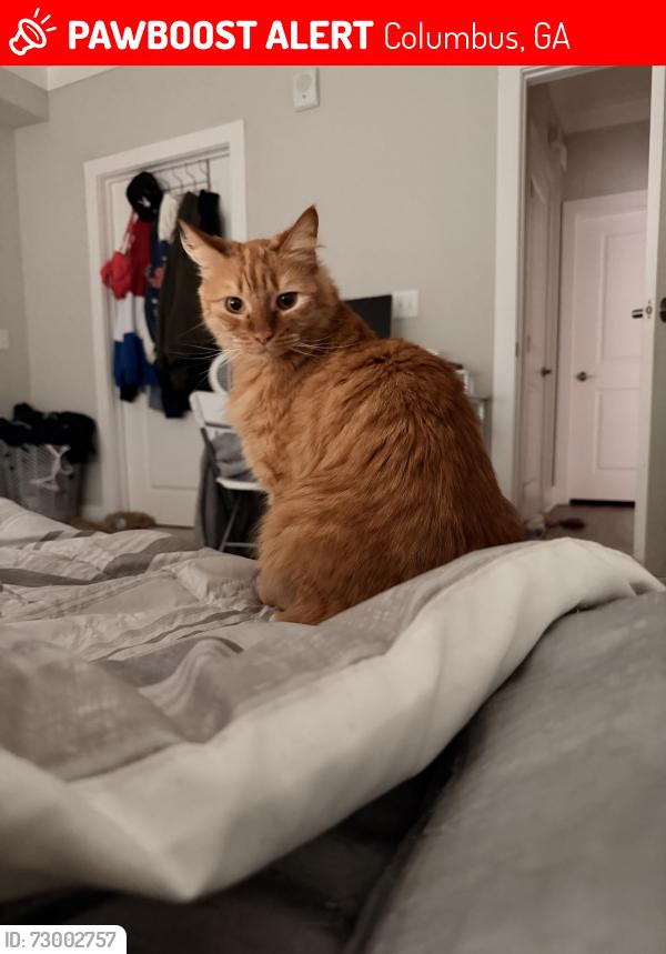 Lost Male Cat last seen Near Veterans Parkway, Columbus, GA 31909