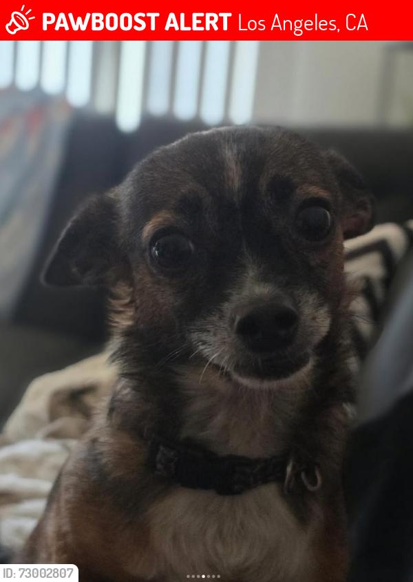 Lost Female Dog last seen Topanga & Burbank, Los Angeles, CA 91367
