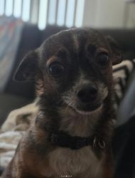 Lost Female Dog last seen Topanga & Burbank, Los Angeles, CA 91367