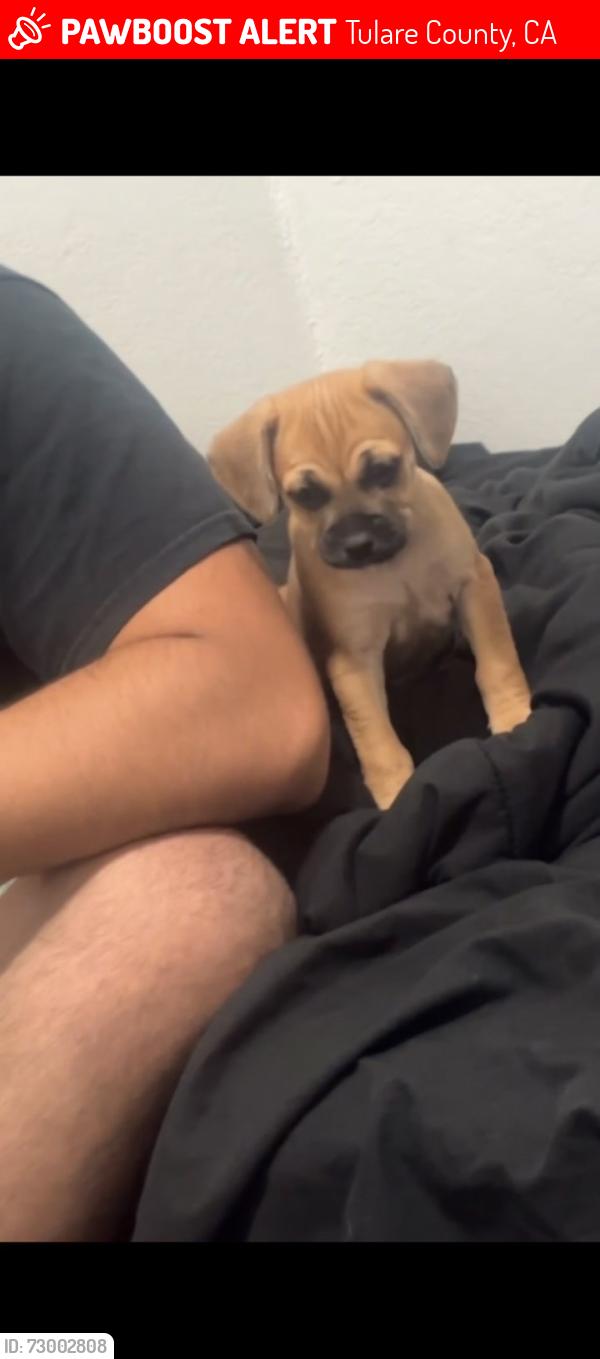 Lost Male Dog last seen Tulare ca , Tulare County, CA 93274