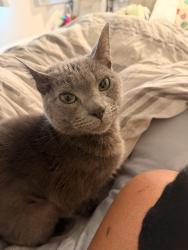 Lost Male Cat last seen Near Veterans Parkway, Columbus, GA 31909