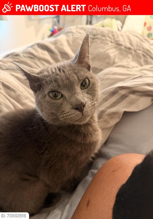 Lost Male Cat last seen Near Veterans Parkway, Columbus, GA 31909