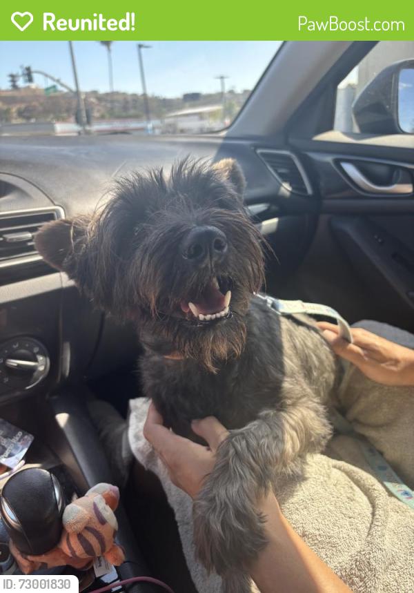 Reunited Male Dog last seen Near Ruby Ln, Lemon Grove, CA 91945, USA, Lemon Grove, CA 91945