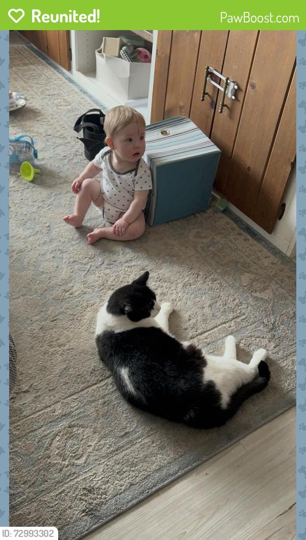 Reunited Male Cat last seen Chicago and amity , Nampa, ID 83686