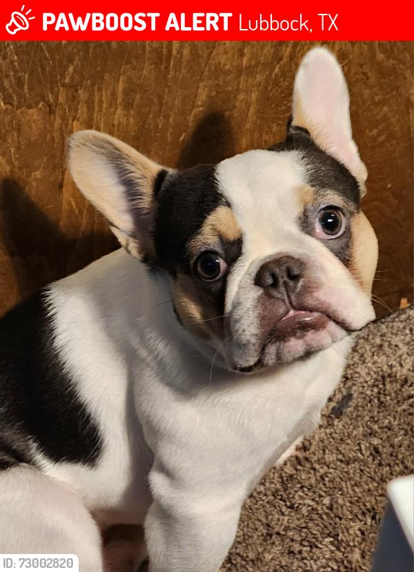 Lost Male Dog last seen 50th & Quaker , Lubbock, TX 79414