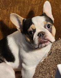 Lost Male Dog last seen 50th & Quaker , Lubbock, TX 79414