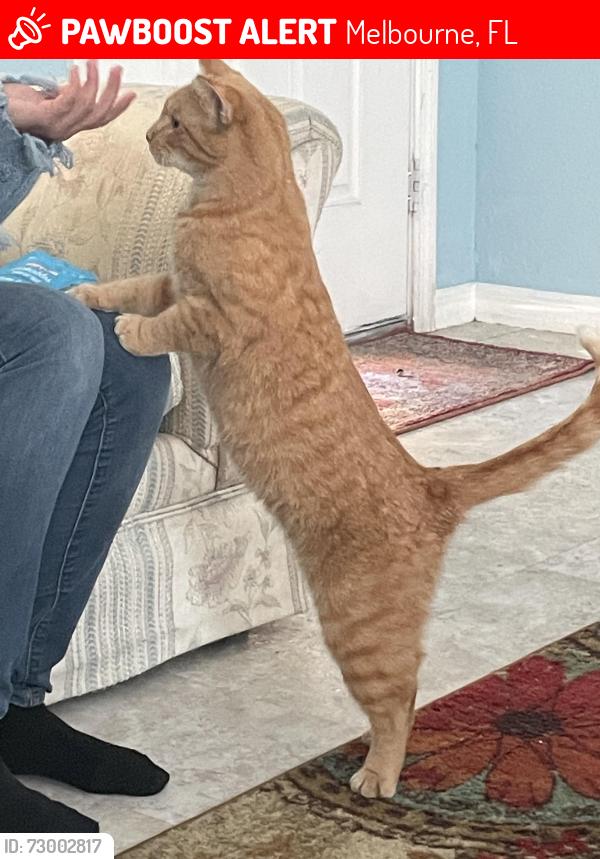 Lost Female Cat last seen Carver park, Melbourne, FL 32935