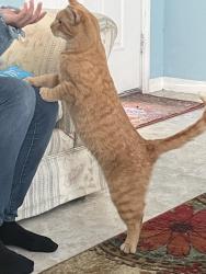 Lost Female Cat last seen Carver park, Melbourne, FL 32935