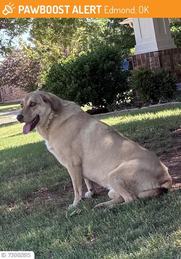 Found/Stray Female Dog last seen Nw 182nd st and Montoro , Edmond, OK 73012