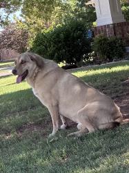 Found/Stray Female Dog last seen Nw 182nd st and Montoro , Edmond, OK 73012