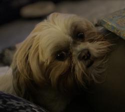 Lost Female Dog last seen Hey 19, Homosassa Springs, FL 34446