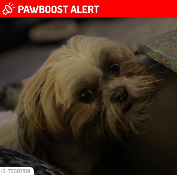Lost Female Dog last seen Hey 19, Homosassa Springs, FL 34446
