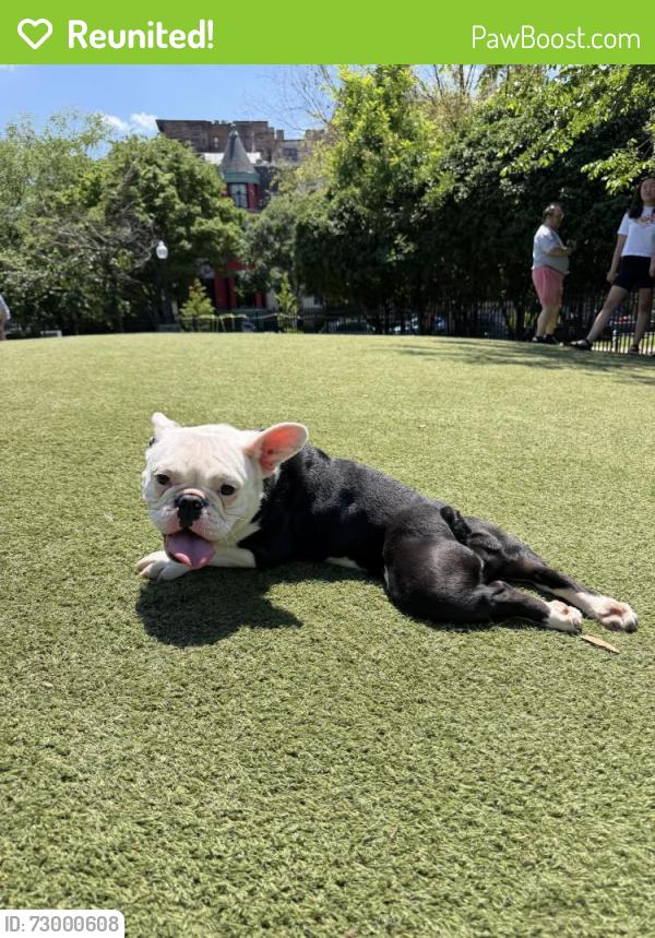 Reunited Female Dog last seen Safe Harbor Marina, Annapolis, MD 21403