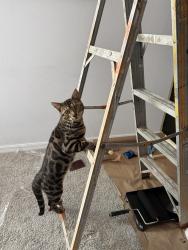 Lost Male Cat last seen Westside blvd, Kissimmee, FL 34747