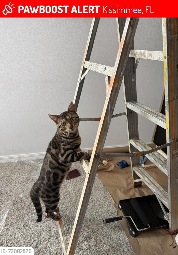 Lost Male Cat last seen Westside blvd, Kissimmee, FL 34747