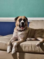 Lost Female Dog last seen Roper Dr, Norfolk, VA 23518