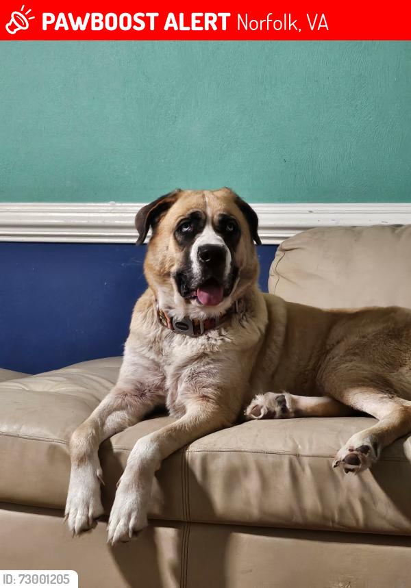 Lost Female Dog last seen Roper Dr, Norfolk, VA 23518