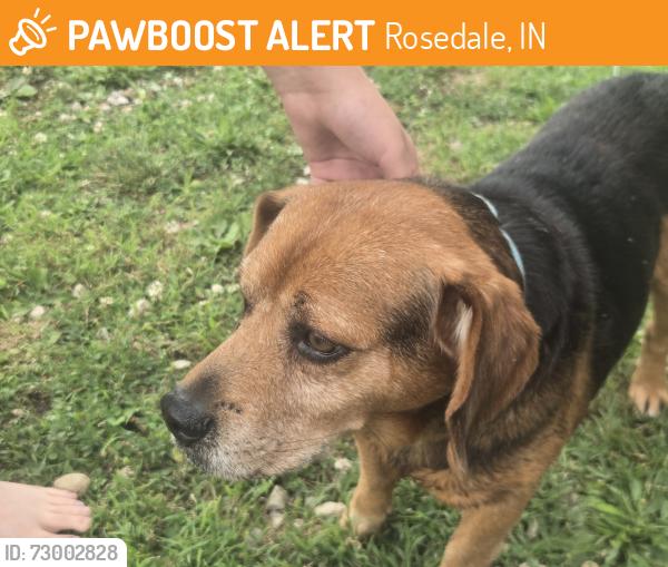 Found/Stray Unknown Dog last seen Location , Rosedale, IN 47874