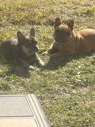 Lost Female Dog last seen Silo , Arlington, TX 76002