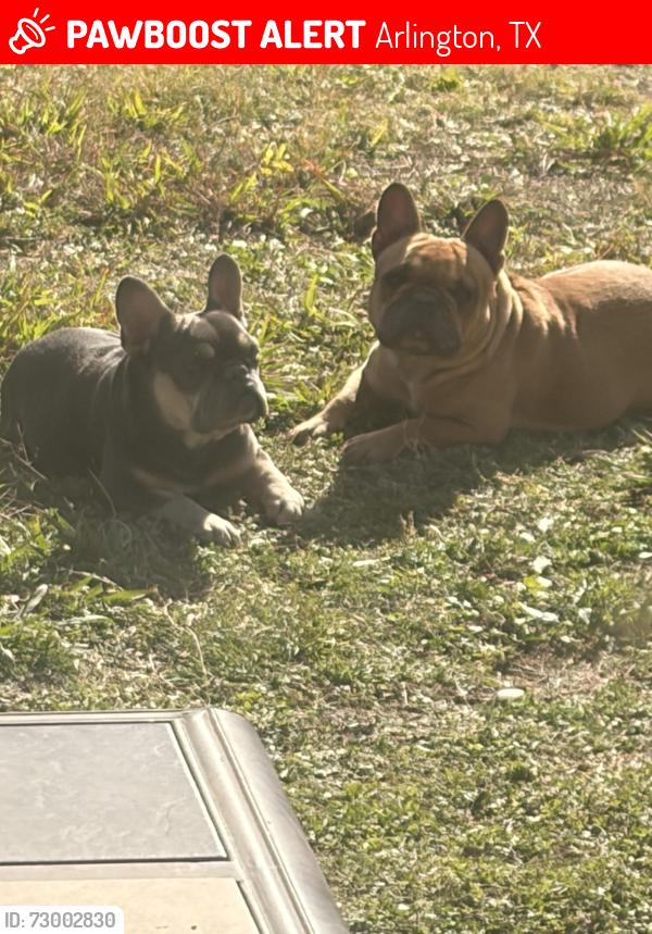 Lost Female Dog last seen Silo , Arlington, TX 76002