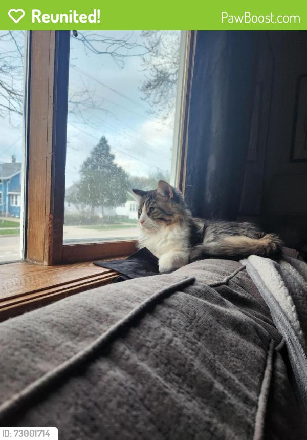 Reunited Male Cat last seen Near W. Spencer Street , Appleton, WI 54914