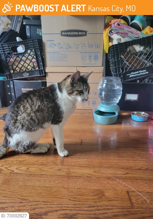 Found/Stray Male Cat last seen By Andy's Ice Cream, Kansas City, MO 64111