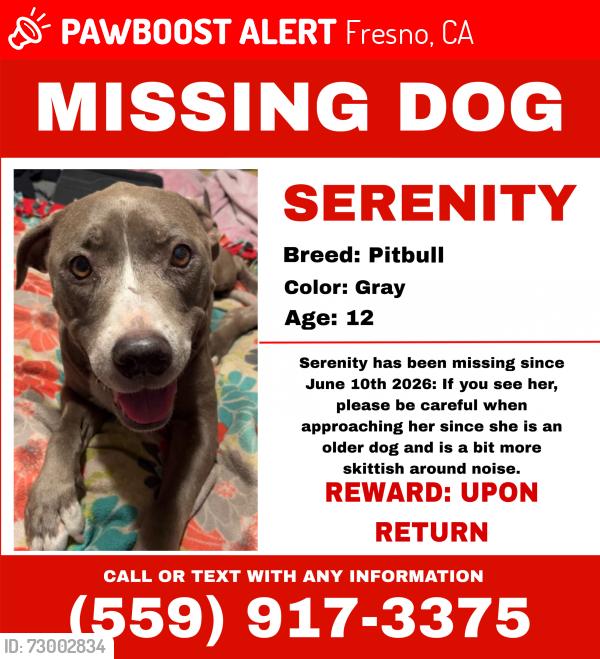 Lost Female Dog last seen Palm and shields, Fresno, CA 93704