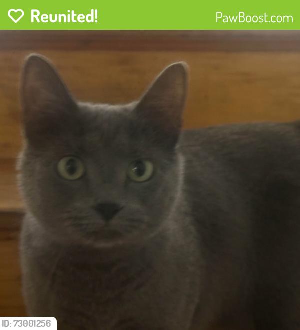 Reunited Female Cat last seen Memorial and Marquette, Calumet City, IL 60409