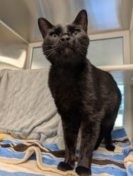 Shelter Stray Male Cat last seen Independence Ave & Colorado Ave, KCMO, 64124, 64124, KS, 7077 Elmwood Ave, Kansas City, MO 64132, USA