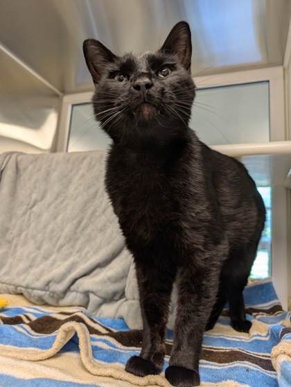 Shelter Stray Male Cat last seen Independence Ave & Colorado Ave, KCMO, 64124, 64124, KS, 7077 Elmwood Ave, Kansas City, MO 64132, USA